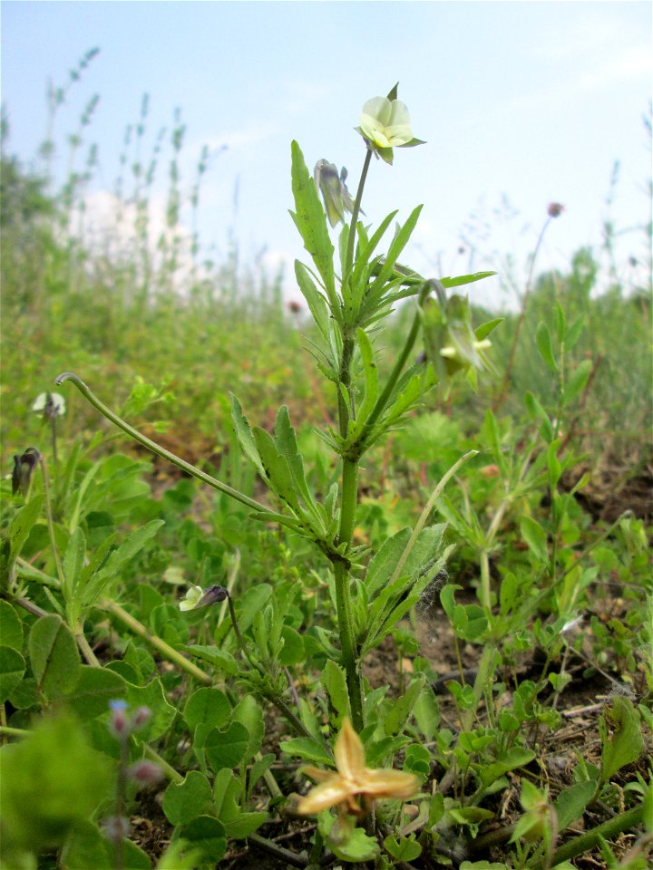 Acker-Stiefmütterchen (Viola arvensis) in den Horststückern im Landschaftsschutzgebiet „Hockenheimer Rheinbogen“