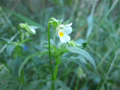 Acker-Stiefmütterchen (Viola arvensis) im Naturschutzgebiet Hochholz-Kapellenbruch