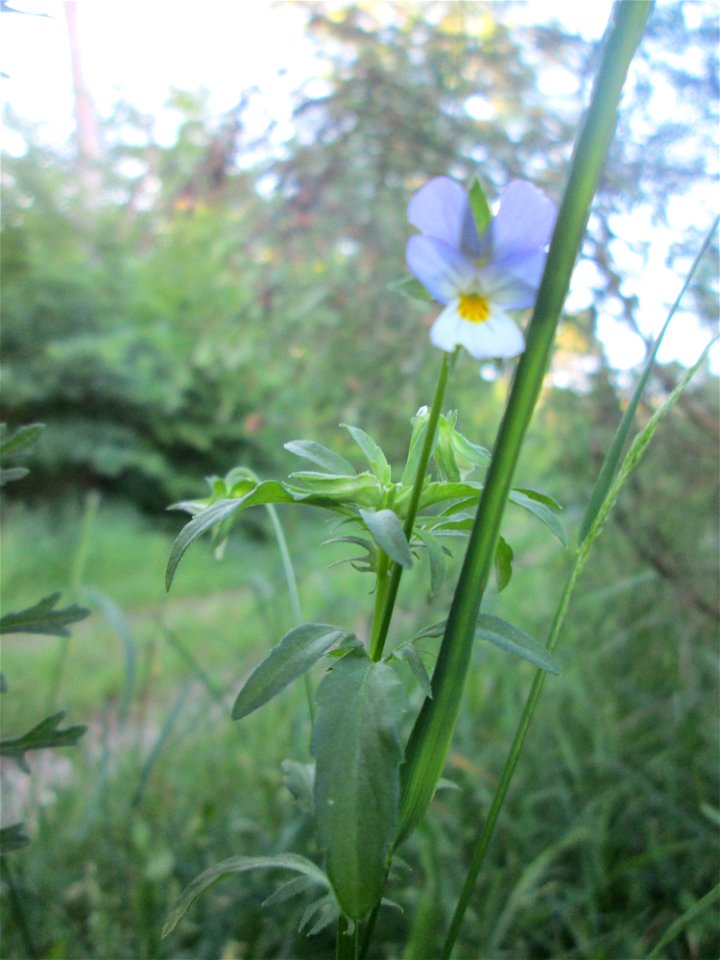 Acker-Stiefmütterchen (Viola arvensis) im Naturschutzgebiet Hochholz-Kapellenbruch