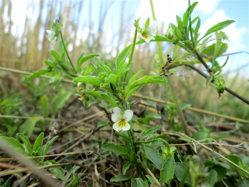 Acker-Stiefmütterchen (Viola arvensis) bei Kennfus