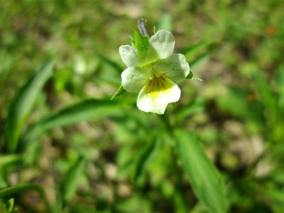 Acker-Stiefmütterchen (Viola arvensis) auf einer Acker-Brachfläche bei Brebach