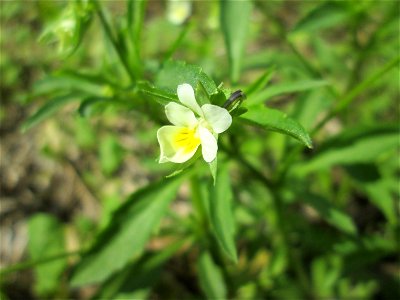Acker-Stiefmütterchen (Viola arvensis) auf einer Acker-Brachfläche bei Brebach