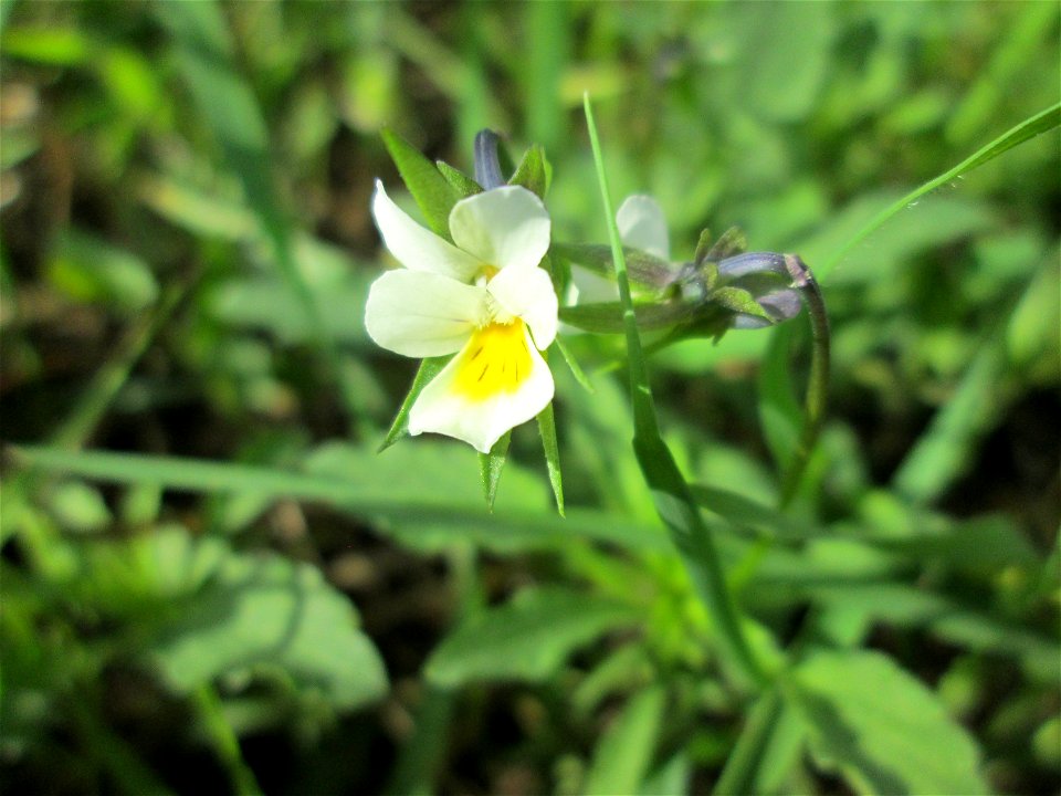 Acker-Stiefmütterchen (Viola arvensis) auf einer Ackerbrache an der Saaraue Grosbliederstroff