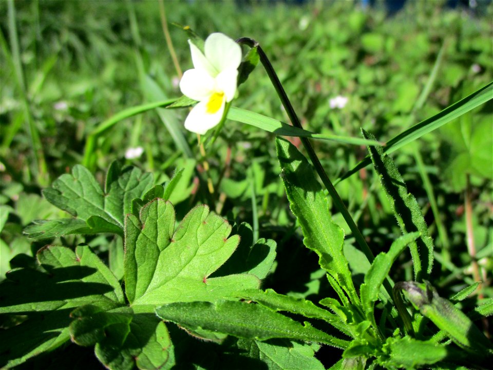 Acker-Stiefmütterchen (Viola arvensis) am Feldrand bei Brebach