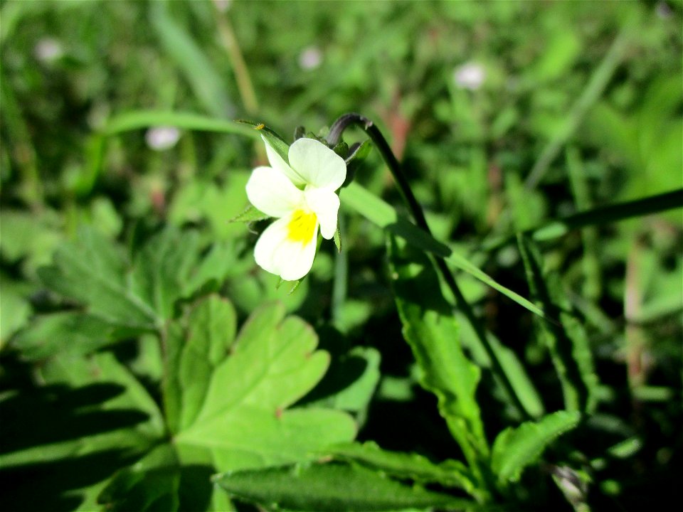 Acker-Stiefmütterchen (Viola arvensis) am Feldrand bei Brebach