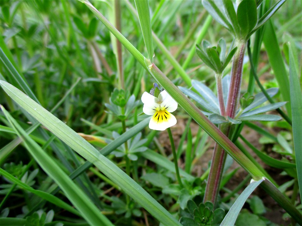 Acker-Stiefmütterchen (Viola arvensis) am Rand vom Naturschutzgebiet „Birzberg, Honigsack/Kappelberghang“
