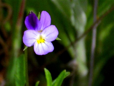 Viola arvensis flower close up Campo de Calatrava, Spain