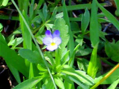 Viola arvensis flower closeup, Sierra Madrona, Spain photo