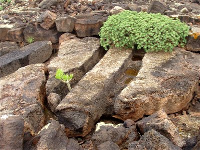 Quesera de Bravo, Lanzarote, prehistoric artefact.  The smaller plant in the lower left of the photograph is a Verode (Senecio kleinia), endemic to the Canary Islands, with leaves.  The larger plant i