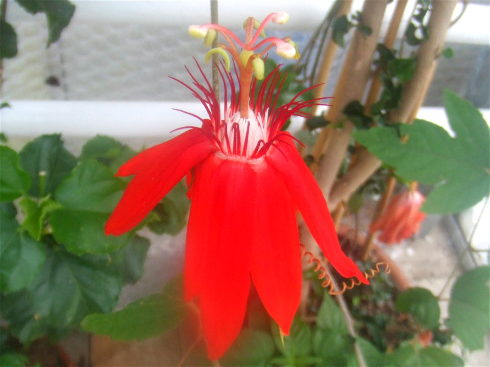 Passiflora vitifolia, picture taken at Passiflorahoeve in Harskamp, The Netherlands