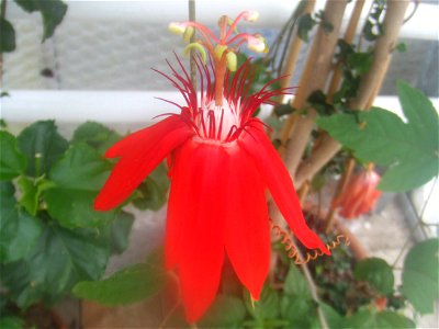 Passiflora vitifolia, picture taken at Passiflorahoeve in Harskamp, The Netherlands
