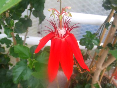 Passiflora vitifolia, picture taken at Passiflorahoeve in Harskamp, The Netherlands
