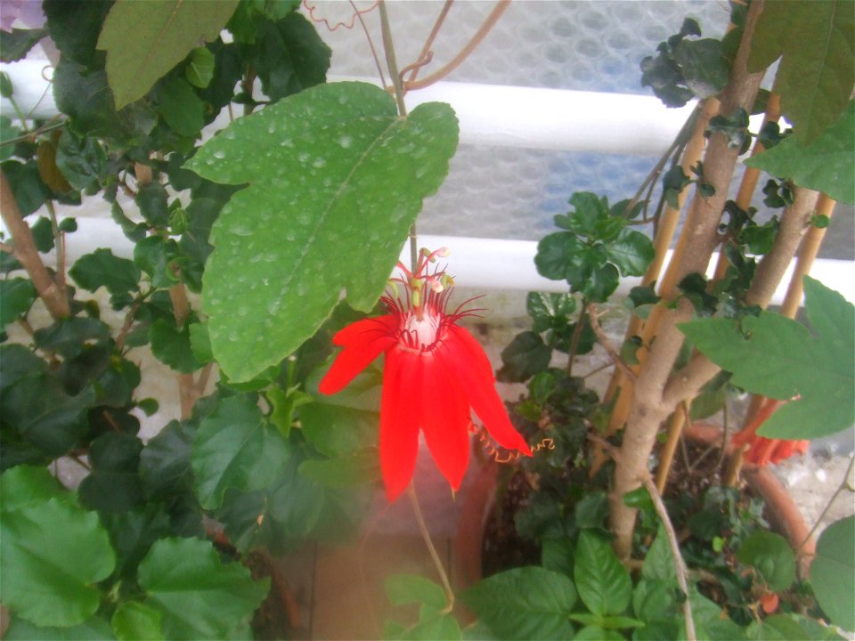Passiflora vitifolia, picture taken at Passiflorahoeve in Harskamp, The Netherlands