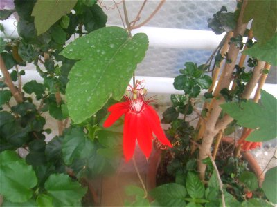 Passiflora vitifolia, picture taken at Passiflorahoeve in Harskamp, The Netherlands