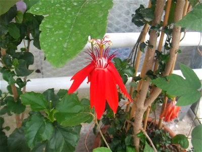 Passiflora vitifolia, picture taken at Passiflorahoeve in Harskamp, The Netherlands