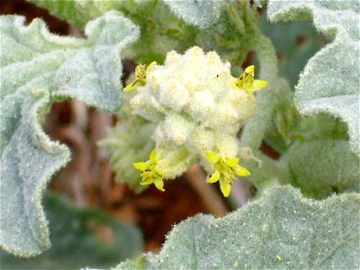 Chrozophora tinctoria flowers close up, Dehesa Boyal de Puertollano, Spain