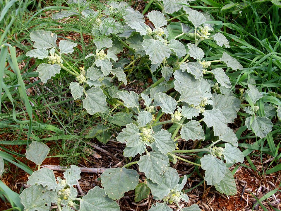 Chrozophora tinctoria habit, Dehesa Boyal de Puertollano, Spain