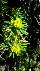 Euphorbia dendroides, in Aiacciu (Corsica) - i fiora