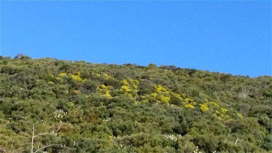 Euphorbia dendroides, in Aiacciu (Corsica) - u situ