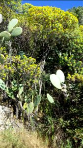 Euphorbia dendroides, in Aiacciu (Corsica) - l'arburettu