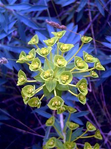 Euphorbia dendroides close up, Campo de Calatrava, Spain