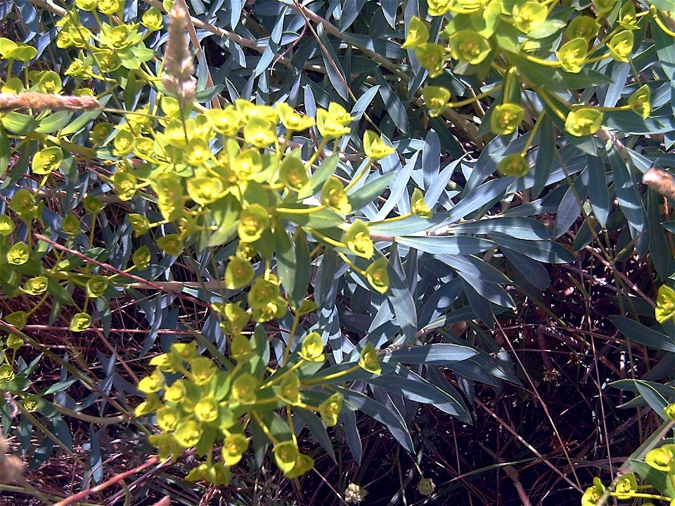 Euphorbia dendroides plant, Campo de Calatrava, Spain