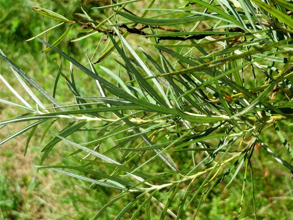 Lavendel-Weide (Salix elaeagnos) am Osthafen Saarbrücken