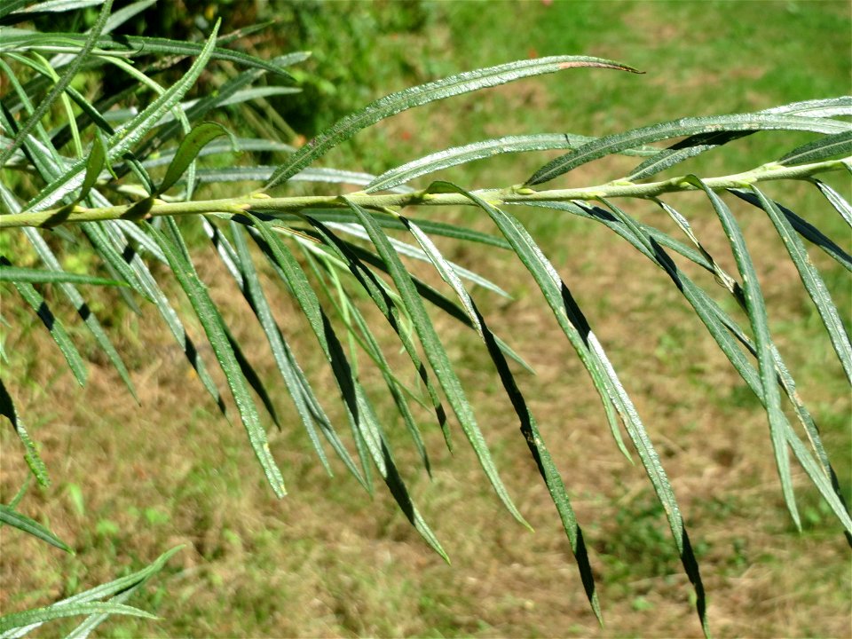 Lavendel-Weide (Salix elaeagnos) am Osthafen Saarbrücken