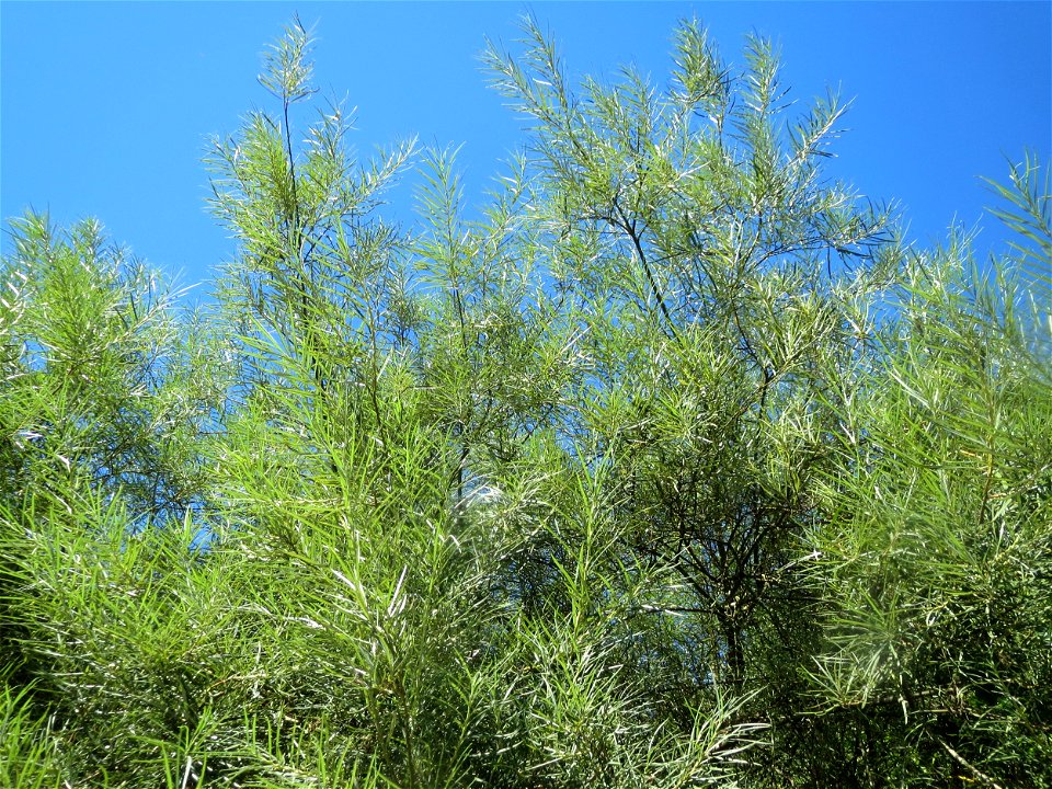 Lavendel-Weide (Salix elaeagnos) am Osthafen Saarbrücken