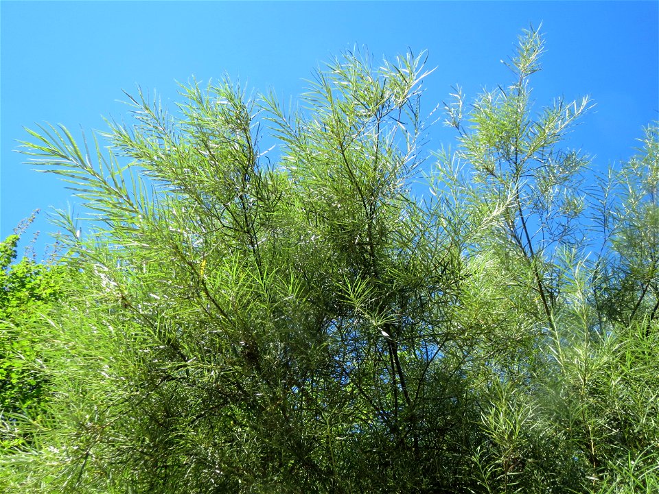 Lavendel-Weide (Salix elaeagnos) am Osthafen Saarbrücken
