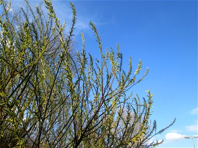Lavendel-Weide (Salix elaeagnos) am Osthafen Saarbrücken