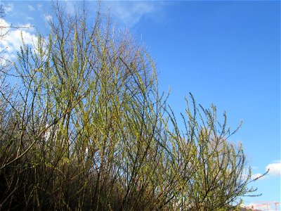 Lavendel-Weide (Salix elaeagnos) am Osthafen Saarbrücken