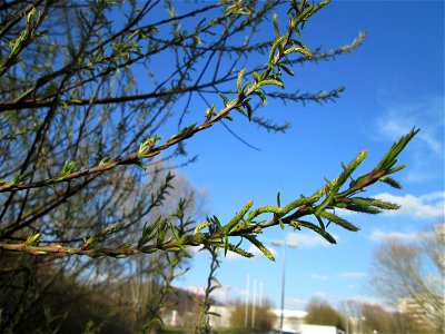 Lavendel-Weide (Salix elaeagnos) am Osthafen Saarbrücken