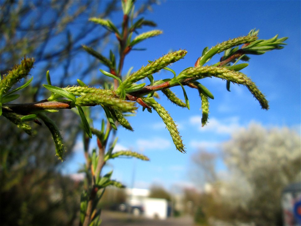 Lavendel-Weide (Salix elaeagnos) am Osthafen Saarbrücken