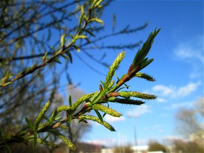 Lavendel-Weide (Salix elaeagnos) am Osthafen Saarbrücken
