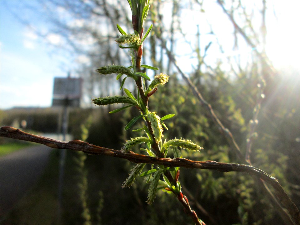 Lavendel-Weide (Salix elaeagnos) am Osthafen Saarbrücken