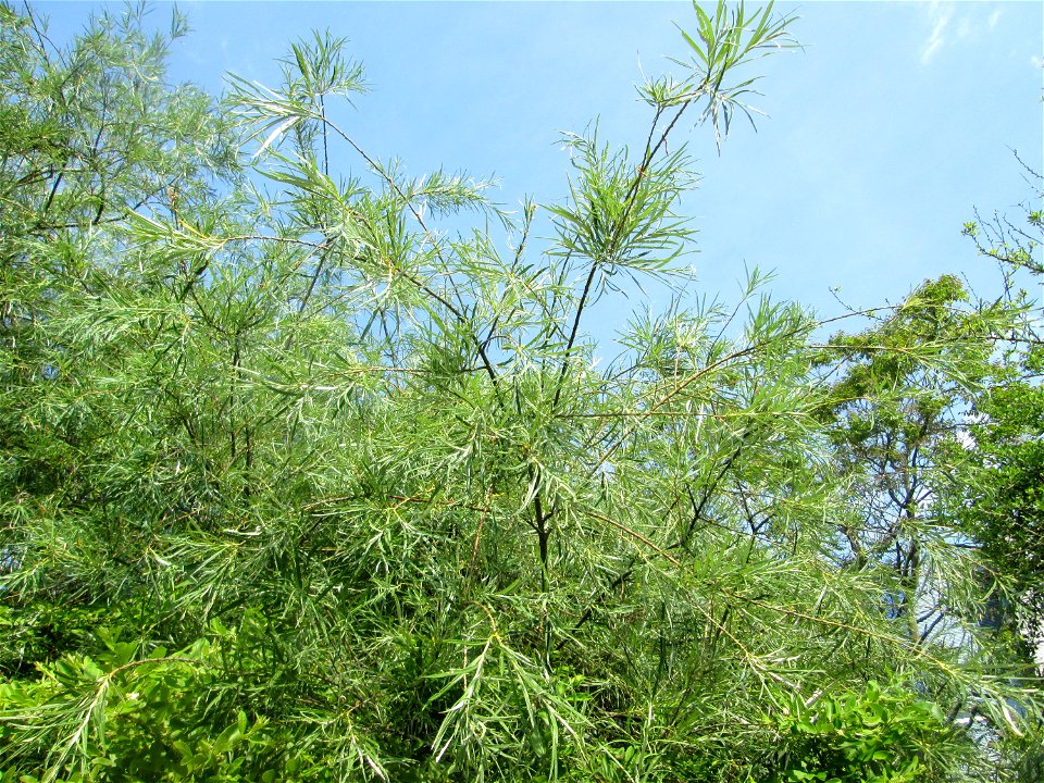 Lavendel-Weide (Salix elaeagnos) im Bürgerpark Saarbrücken