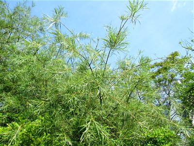 Lavendel-Weide (Salix elaeagnos) im Bürgerpark Saarbrücken