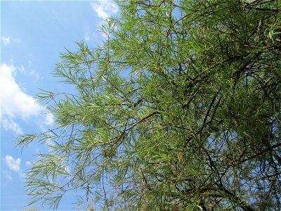 Lavendel-Weide (Salix elaeagnos) im Bürgerpark Saarbrücken