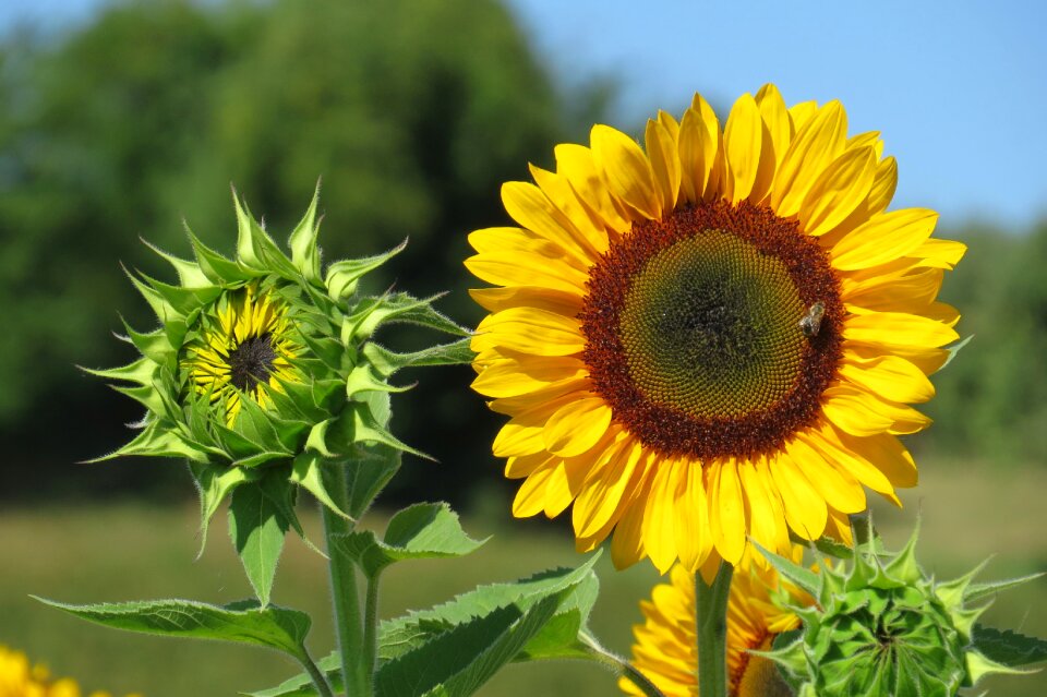 Sunny summer blossom photo