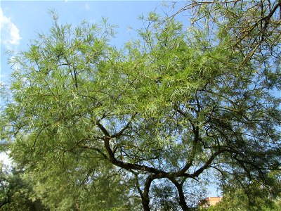 Lavendel-Weide (Salix elaeagnos) im Bürgerpark Saarbrücken