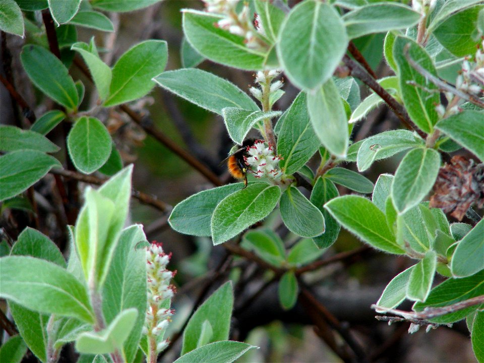 Salix glauca female

Norwegian: sølvvier (ho)