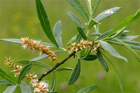 Salix eleagnos