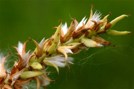 Salix eleagnos