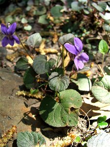 Viola labradorica. MTA Botanic Garden Vácrátót, Hungary.