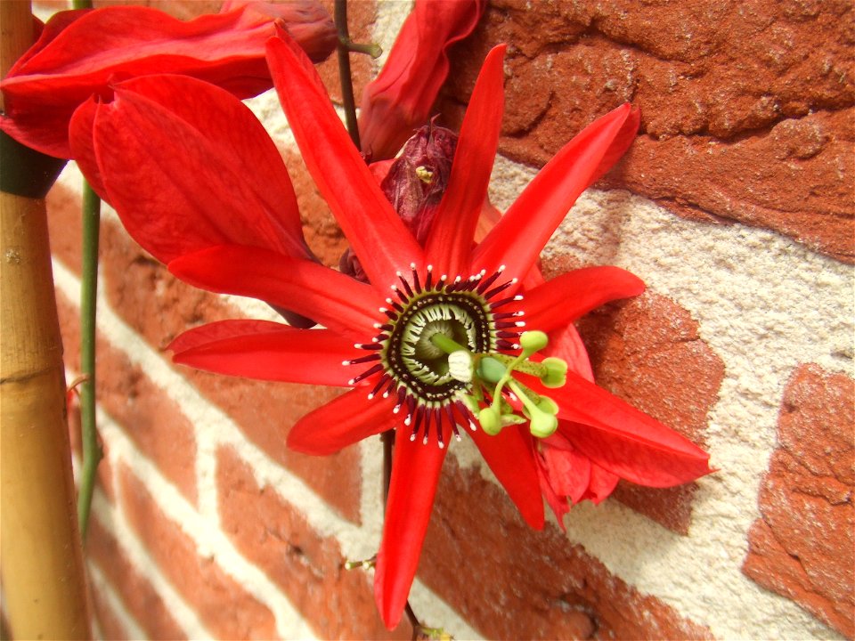 Passiflora racemosa10