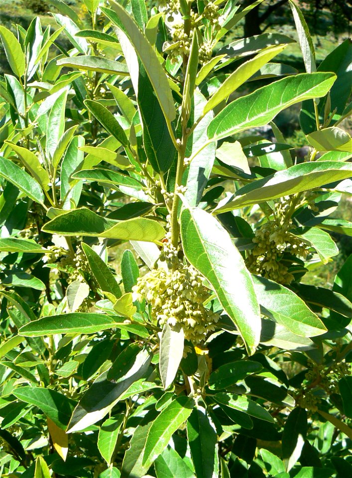 Kiggelaria africana, foliage and flowers in Cape Town. - Free Stock ...