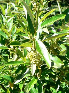 Kiggelaria africana, foliage and flowers in Cape Town.