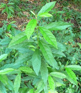Juvenile Kiggelaria africana tree. Photo of seedling taken in Cape Town.