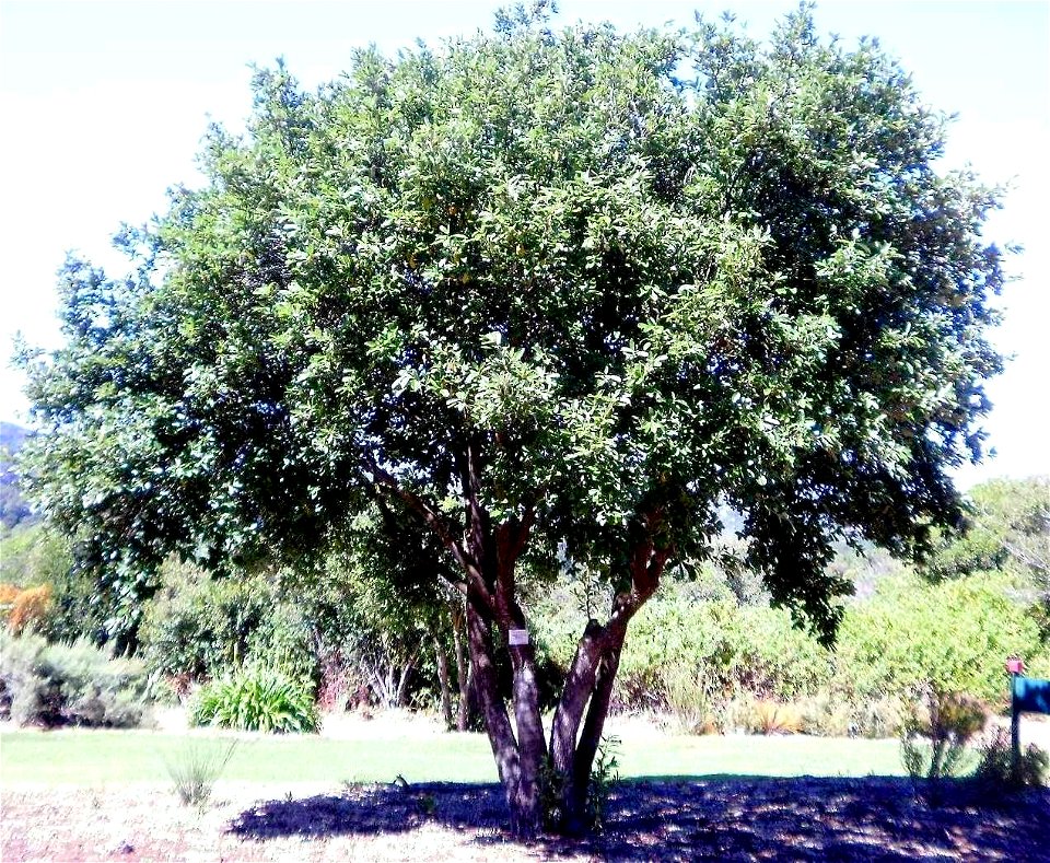 A small Kiggelaria africana tree or Wild Peach. Photo taken in Cape Town.